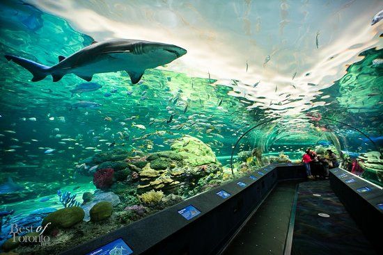 Aquarium Ripley de Toronto